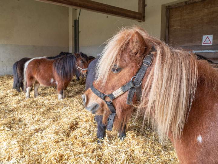 Apprendre à monter le shetland