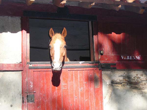 Poney club La Chapelle-sur-Erdre